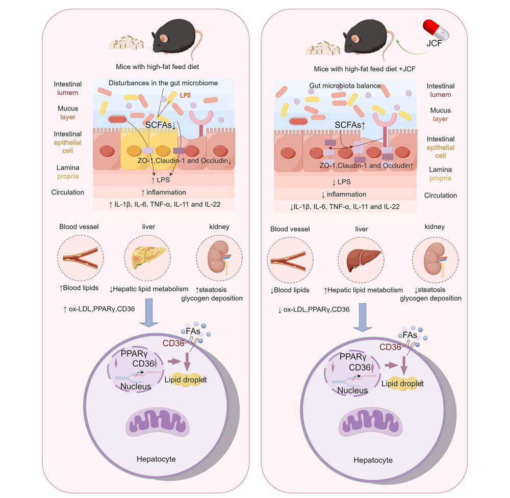 久久人妻少妇嫩草AV