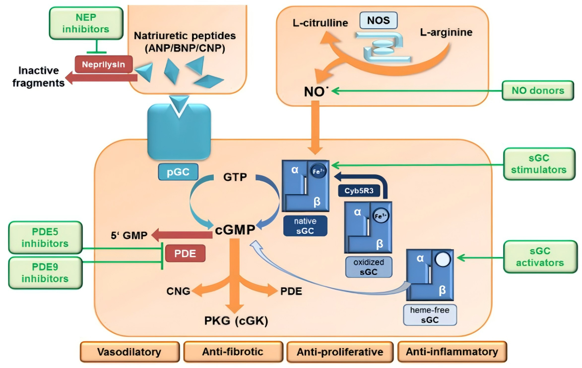 久久人妻少妇嫩草AV