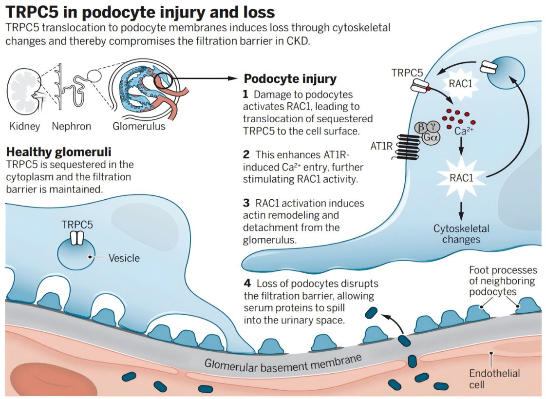 久久人妻少妇嫩草AV